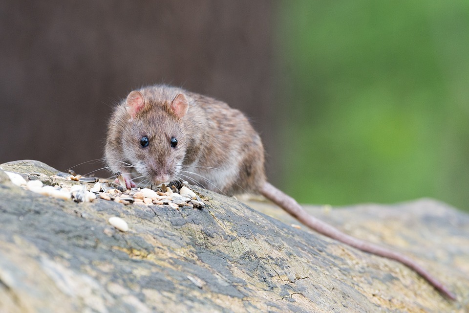 Killing Rats with Baking Soda: Does It Work?