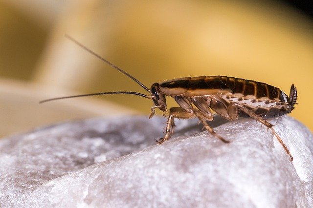 cockroach in the refrigerator