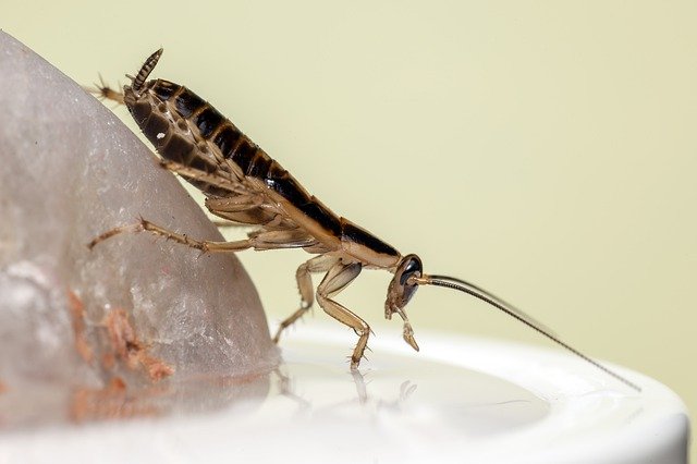 cockroaches getting in dishwasher