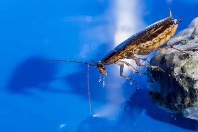 cockroaches in microwave