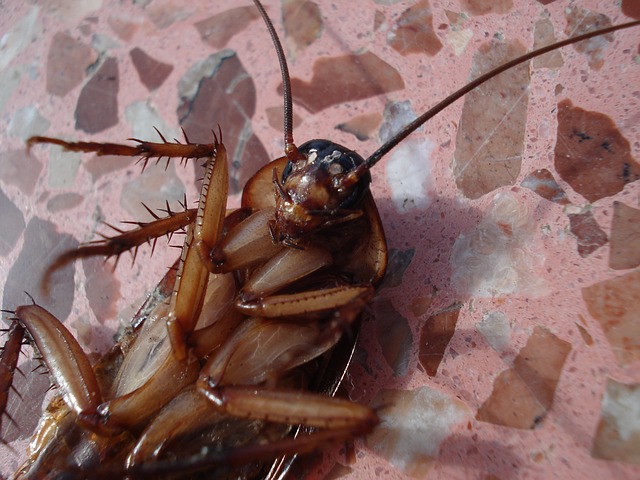 cockroaches in your toilet