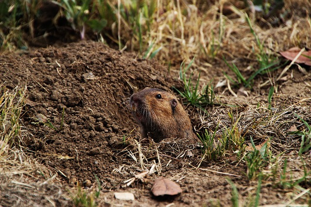 Get Rid of Gophers with Juicy Fruit Gum