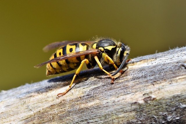 does soapy water kill wasp