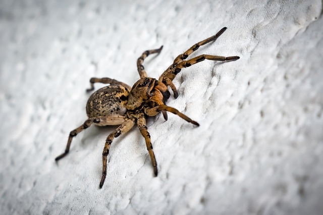 spider on wall