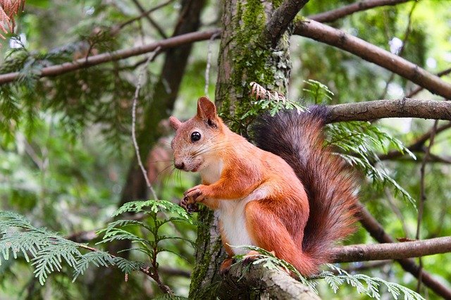 Keep squirrels out of fruit trees