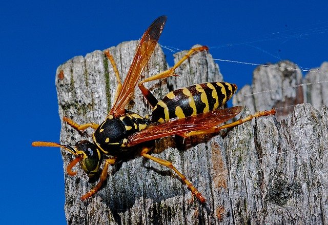 do wasps remember human faces