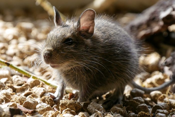 Will bleach kill rats?