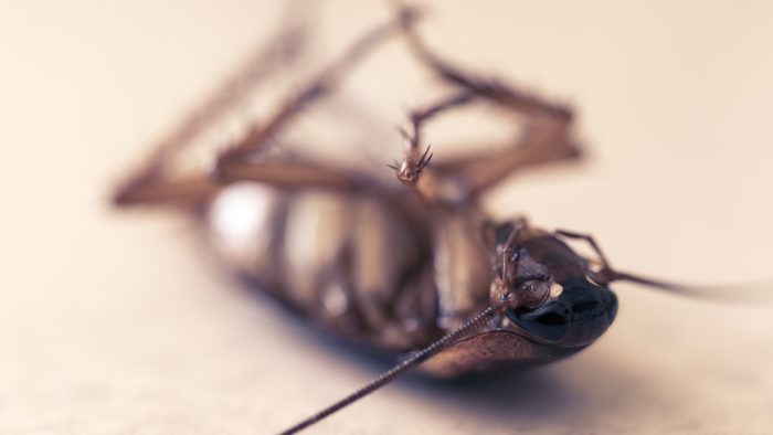 cockroaches in the dishwasher