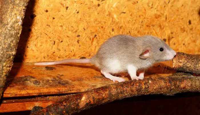 Gassing Rats with Carbon Monoxide