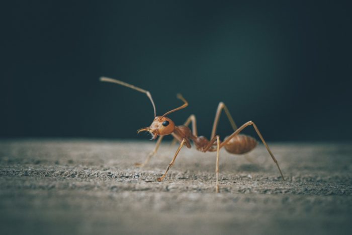 Ant In My Room 700x467 