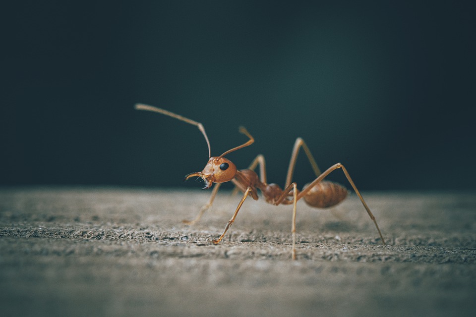 Why Are There Ants in My Room Even If There Is No Food? Find Out Here
