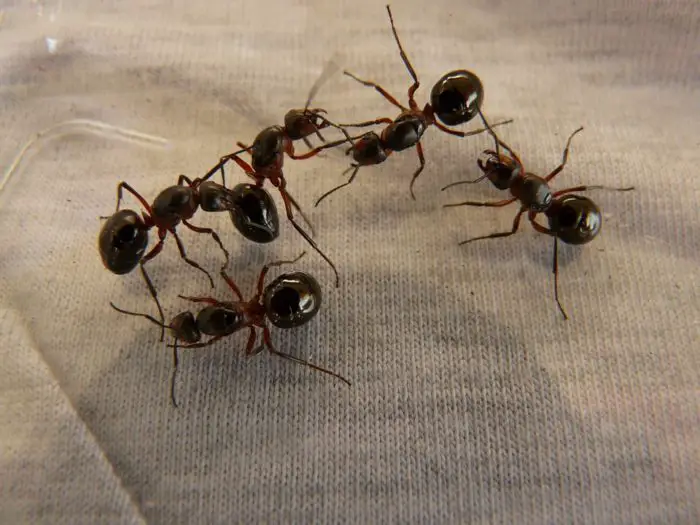 ants inside dishwasher