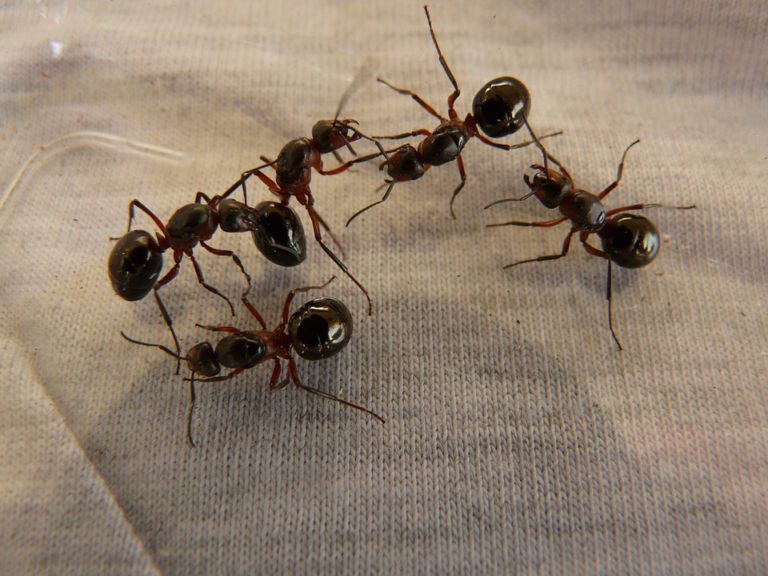 How to Get Rid of Ants in Dishwasher Complete Guide Here