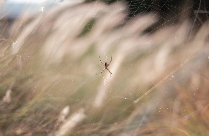 get rid of a spider nest