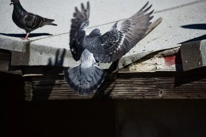 get rid of pigeons without hurting them