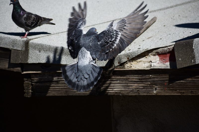 How to Get Rid of Pigeons Without Hurting Them Find Out Here