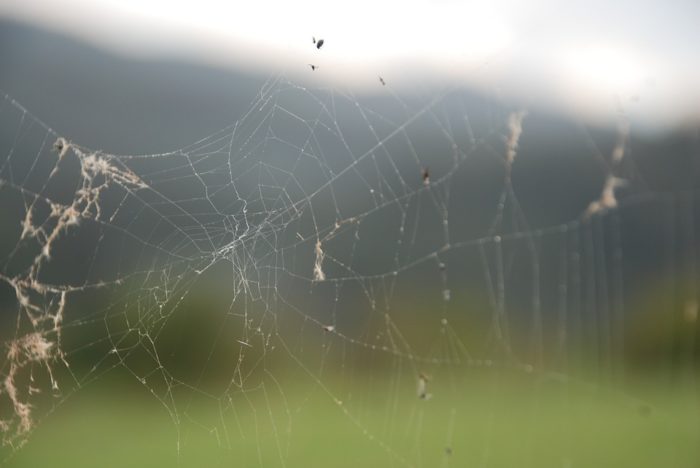 signs of spider mites