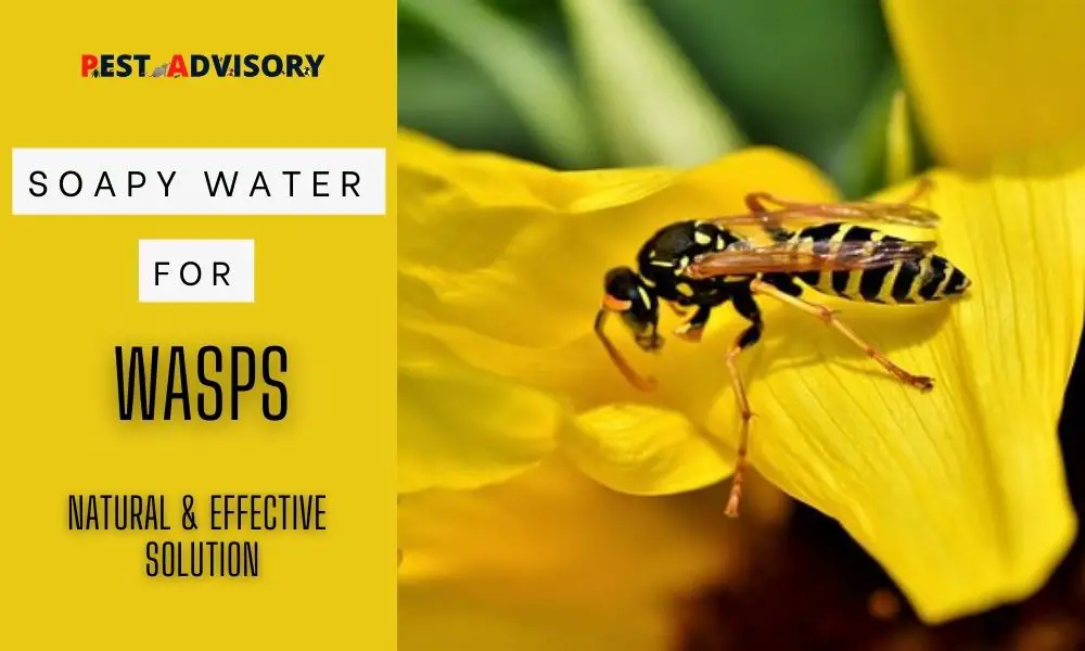 soapy water for wasps
