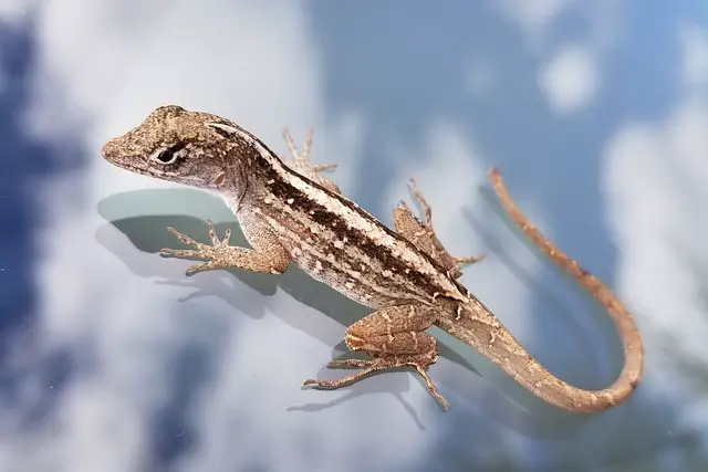 Get Rid of Brown Anole Lizards
