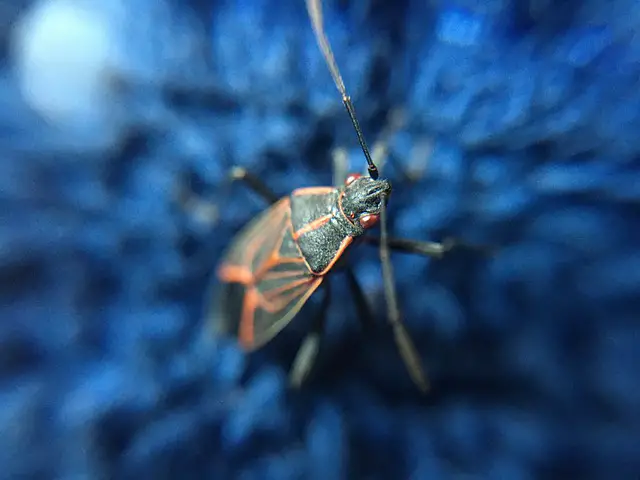Soapy Water For Boxelder Bugs- How to get rid of boxelder bugs naturally?