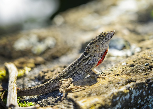 Get Rid of Brown Anole Lizards