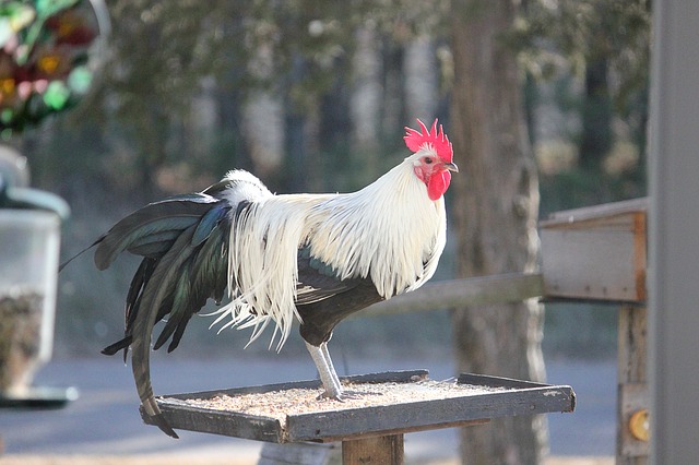 Chicken Feeder to Prevent Rats