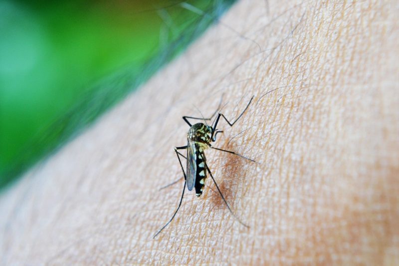 How To Get Mosquitoes Out Of Your Car Complete Information Here