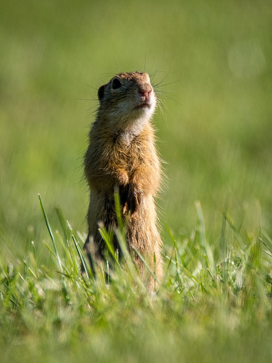 Get Rid of Gophers with Juicy Fruit Gum