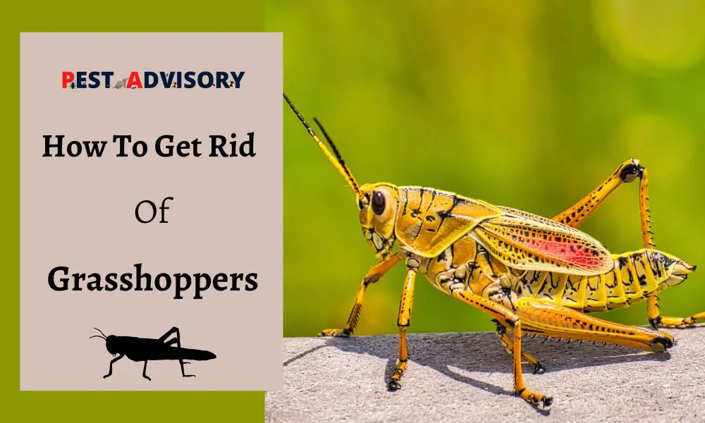 how to get rid of grasshopper