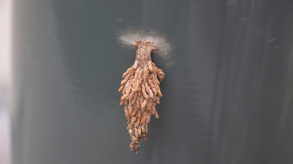 plaster bagworm on wall