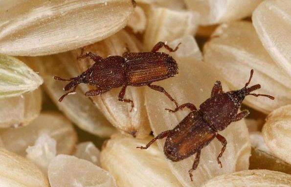 Get Rid of Rice Weevils