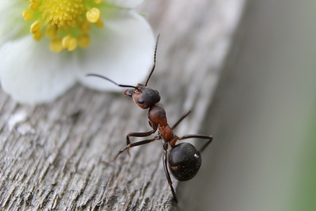 common tiny bug in house Ant