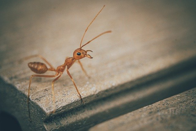 get ants out of your walls