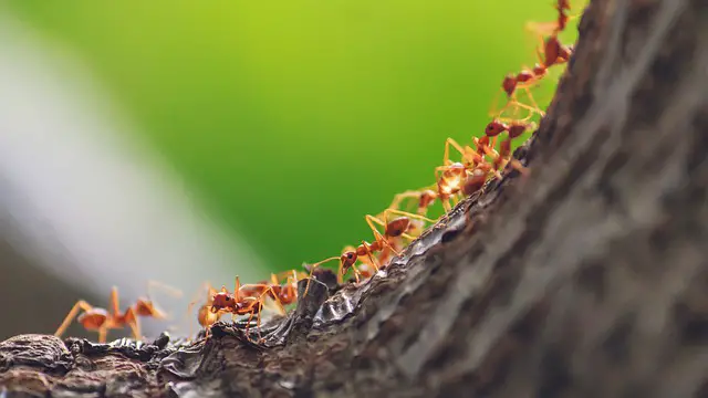 remove ants out of your walls