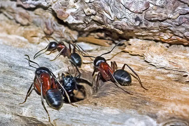 Get Rid of Carpenter Ants