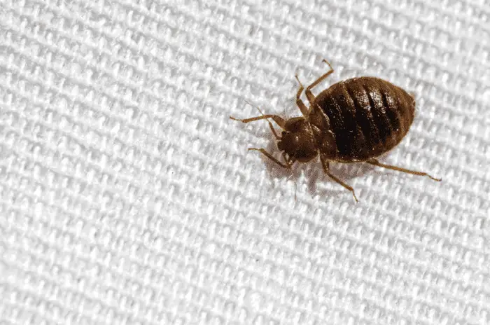 can steam kill bed bugs
