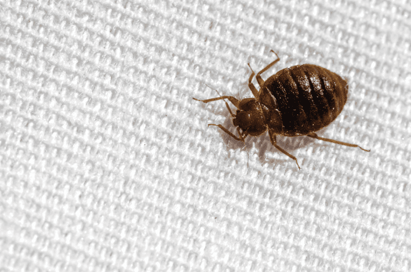Can Steam Kill Bed Bugs? Steam for Bed Bugs