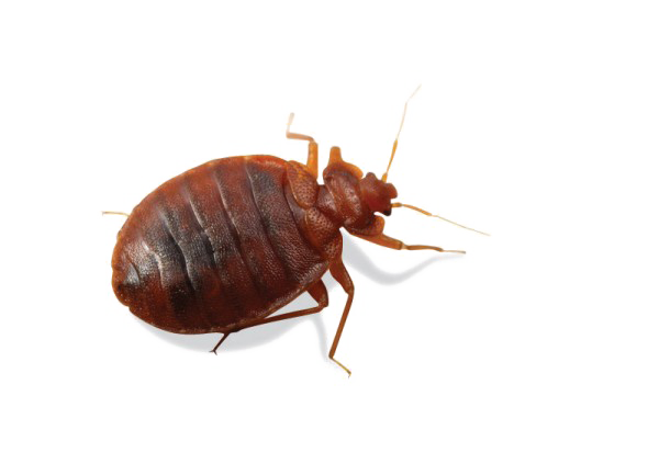 can steam kill bed bugs