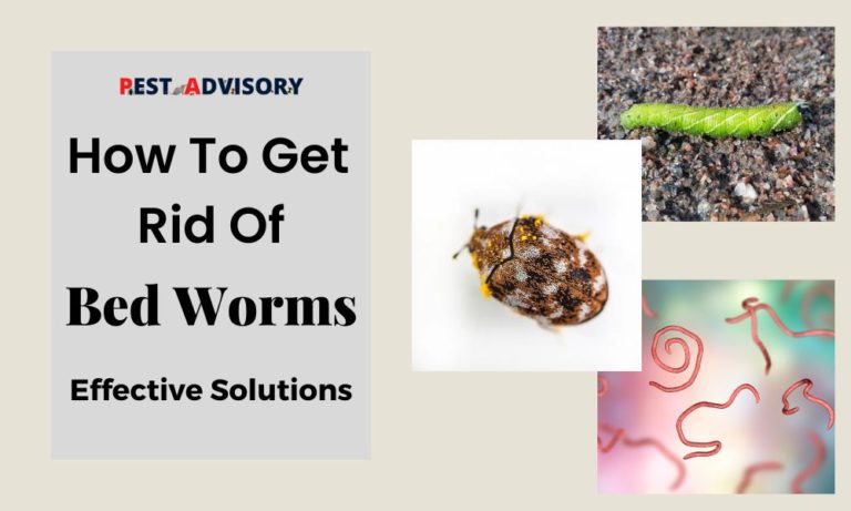 how to get rid of bed worms