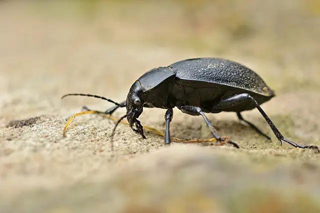 Black Beetles In Your Bathroom
