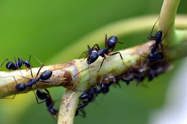 Get Rid of Ants in Garden