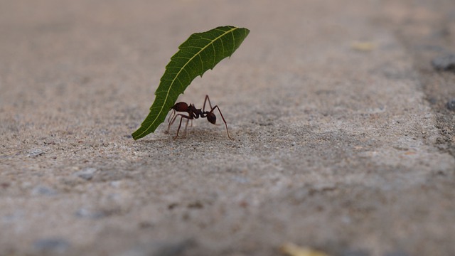 Get Rid of Ants in Your Carpets