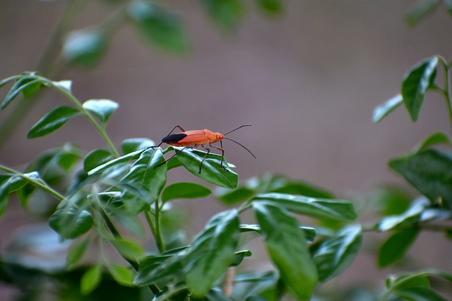 How Fast Does Soapy Water Kill Boxelder Bugs