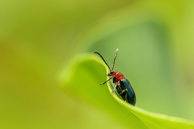 About Tiny Black Bugs Near Windows