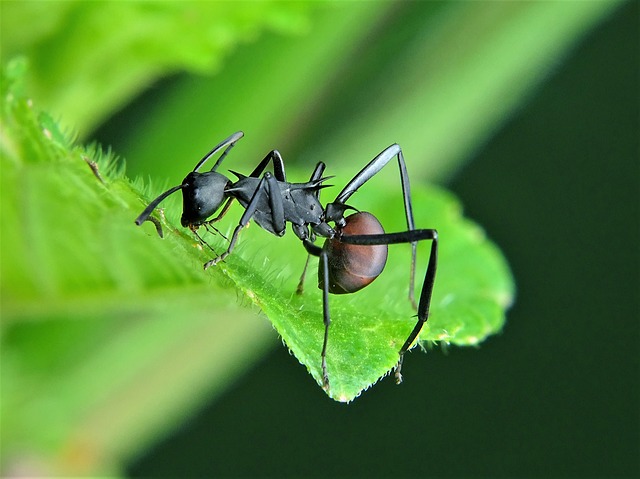 Get Rid of Carpenter Ants