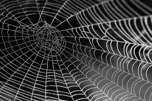 Stop Spiders from Building Webs