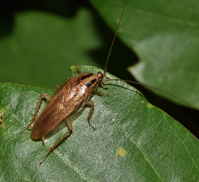 Prevent Cockroaches from Entering Your Home