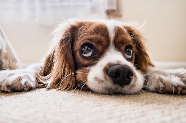 sand fleas on dogs