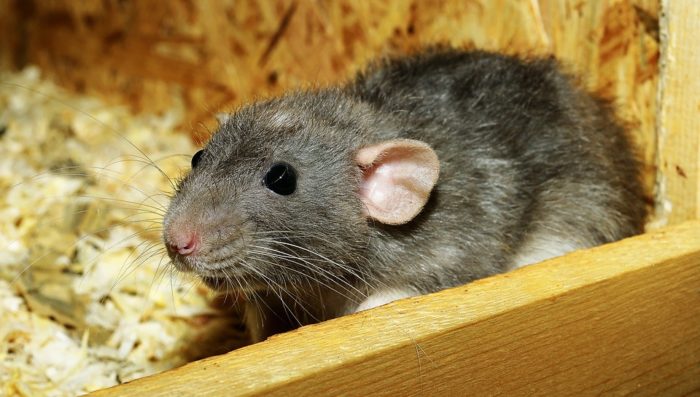 dry ice for rats