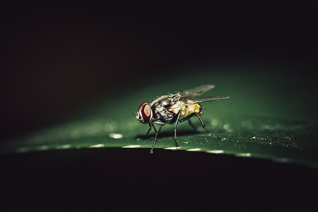 flying bugs attracted to light